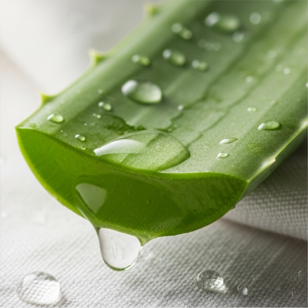 L’aloe vera